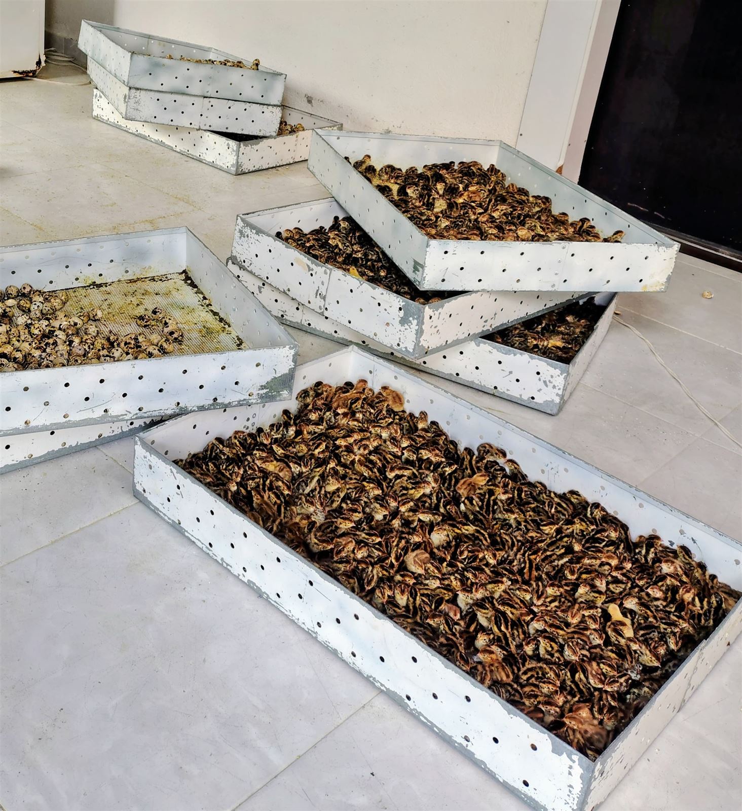 Polluelos de codorniz recién nacidos en bandejas de nacimiento
