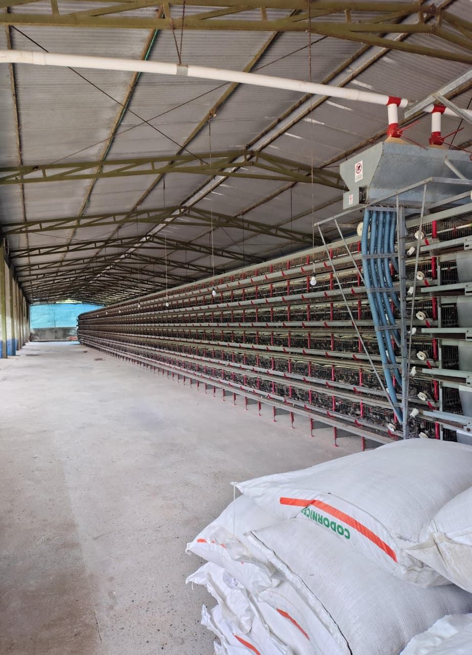 Nave de producción de Codorcol con módulos de postura en varios niveles