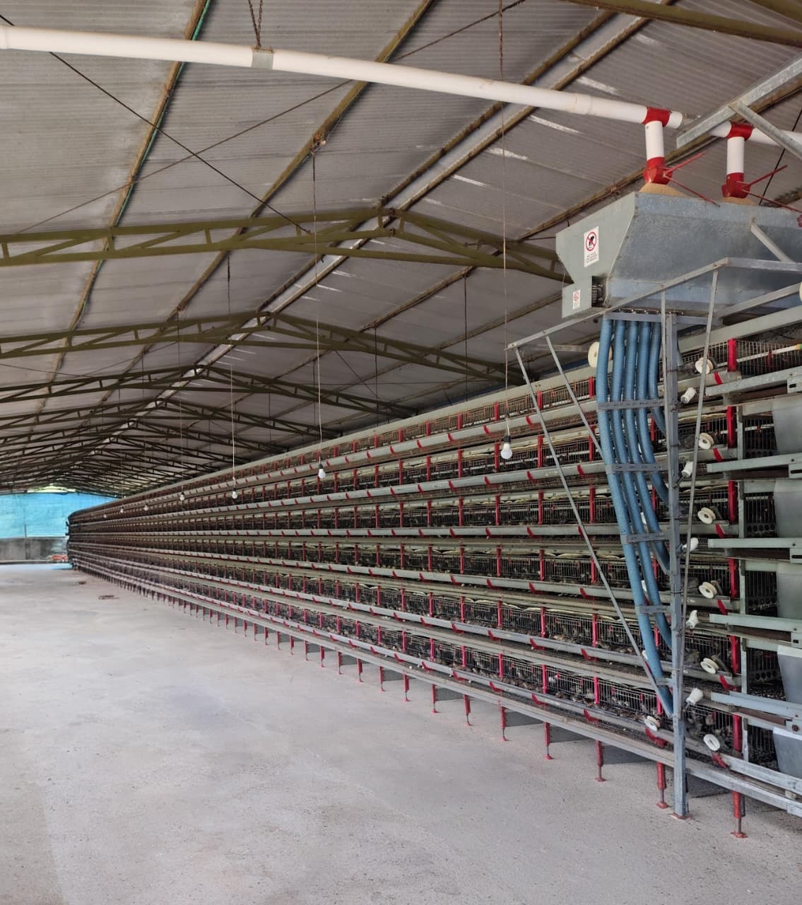 Nave de producción de Codorcol con módulos de postura en varios niveles